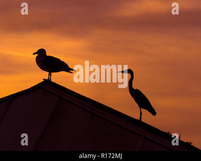 Grey Heron Ardea cinerea and Herring gull on roof of building at sunset Stock Photo