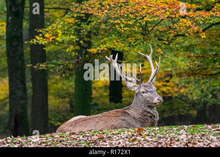 Red deer (Cervus elaphus) stag / male resting in autumn forest in the Ardennes during the hunting season