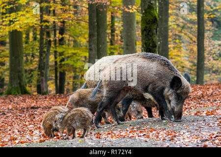Wild boar (Sus scrofa) sows with piglets foraging in autumn forest by digging with snout in leaf litter in search for beech nuts in the Ardennes Stock Photo