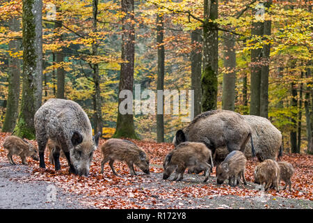 Wild boar (Sus scrofa) sounder with piglets foraging in autumn forest by digging with snout in leaf litter in search for beech nuts in the Ardennes