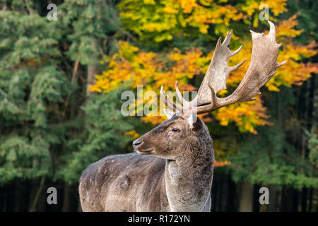 Close up portrait of fallow deer (Dama dama) buck / male with big antlers in autumn forest Stock Photo