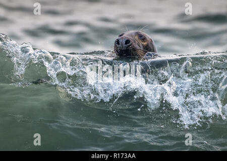 Grey Seal (Halichoerus grypus) Playing in the Waves Stock Photo