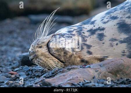 Grey Seal (Halichoerus grypus) Close-Up Whiskers Stock Photo