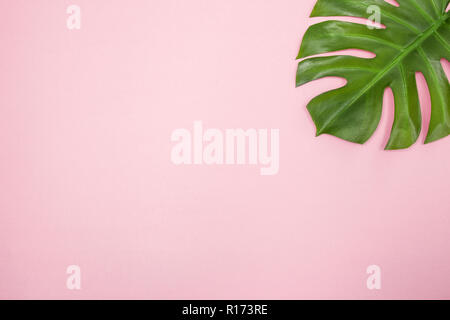 Monstera palm leaf on pastel pink background. Elegant decor element with lots of copy space. Stock Photo