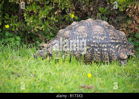 Leopard tortoise (Stigmochelys pardalis) in the wild in Cape Province South Africa in Spring Stock Photo