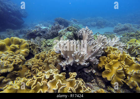 Underwater hard and soft coral garden in Moalboal, Philippines Stock ...