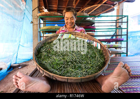 Thai woman farmer showing silkworm caterpillars livestock feeding on mulberry tree leaves,  Khon Kaen,Thailand Stock Photo