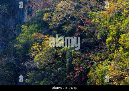 Tropical dense jungle coastline winter colors on a limestone hill, Pang Nga bay, Thailand Stock Photo