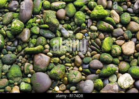 Rocks covered with seaweed at low tide on a shore Stock Photo