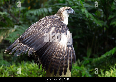 Rarest Eagle The Filipino eagle is a very rare and endangered species living in the ...