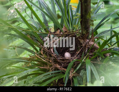 An egg inside the nest of a Vogelkop Bowerbird (Amblyornis inornata). Syoubri, Arfak Mountain, West Papua, Indonesia. Stock Photo