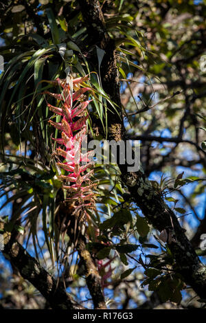 Wild bromeliad hangs from a tree near Lake Zirahuen, Michoacan, Mexico. Stock Photo