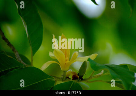 Champa also known as Champak, Michelia Champaca, Joy Perfume Tree, Magnolia champaca. Bangladesh. Stock Photo