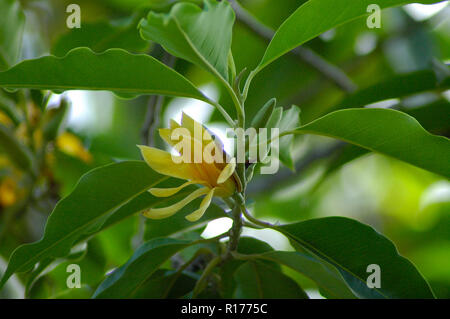 Champa also known as Champak, Michelia Champaca, Joy Perfume Tree, Magnolia champaca. Bangladesh. Stock Photo