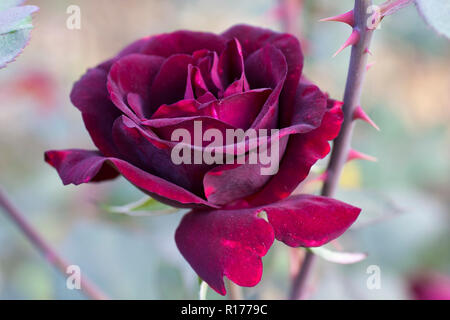 Rose also known as Golap, Gulab Rosa. Bangladesh. Stock Photo