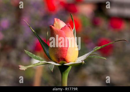 Rose also known as Golap, Gulab Rosa. Bangladesh. Stock Photo