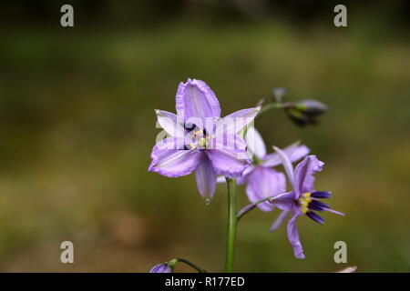 Fringe Lily 'Thysanotus patersonii' Stock Photo