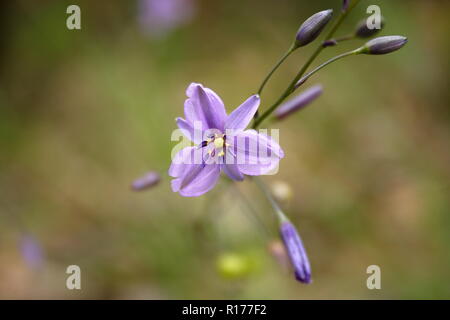 Fringe Lily 'Thysanotus patersonii' Stock Photo