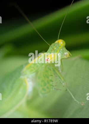 Macro Photography of Eye of Praying Mantis on Green Leaf Stock Photo