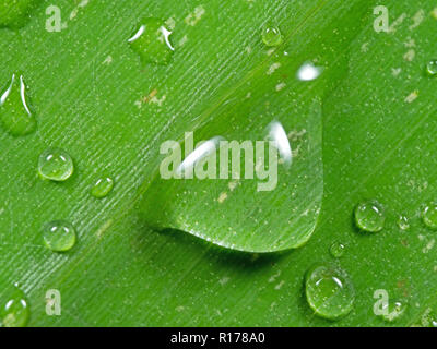 Macro Photography of Water Drops on Banana Leaf, Nature Background Stock Photo