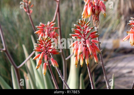 air plants for sale near me Live Air Plant Randomly Picked