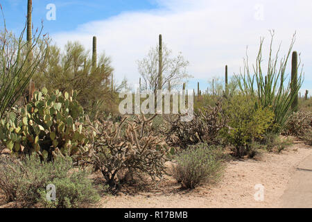 Desert landscape filled with saguaro cacti, creosote bushes, ocotillo, prickly pear cacti, teddybear cholla cacti on the Desert Discovery Nature Trail Stock Photo