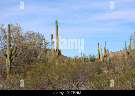 Desert landscape filled with saguaro cacti, creosote bushes, ocotillo on the Desert Discovery Nature Trail in Saguaro National Park, Tuscon Mountain D Stock Photo