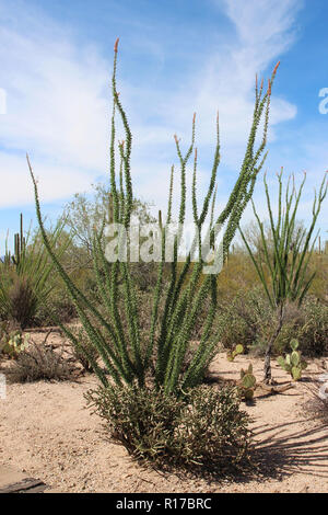 Desert landscape filled with saguaro cacti, creosote bushes, ocotillo and prickly pear cacti on the Discovery Nature Trail in Saguaro National Park, A Stock Photo