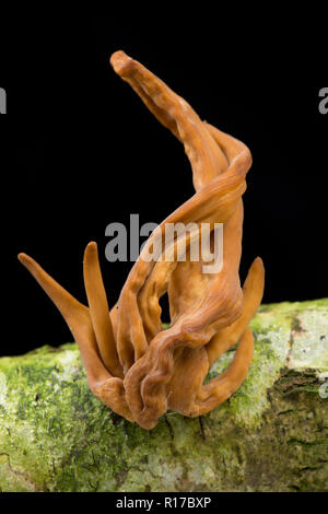 A example of Pipe club fungi Macrotyphula fistulosa var. contorta. This example was found after dry weather growing on a fallen dead branch. Photograp Stock Photo