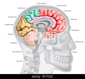 Illustration of a cross-section of the brain showing the various lobes. The lobes are shown in different colours - red (frontal), green (parietal), yellow (occipital), orange (temporal), and pink (limbic). Also shown are the various ventricles, the brain stem, the thalamus and hypothalamus, the cerebellum, the pituitary gland and the corpus callosum. The background shows a silhouette of a human skull and head. Stock Photo