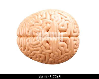 Human brain illustration, top view Stock Photo - Alamy