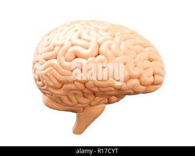 human brain isolated on white background 3d illustration Stock Photo ...