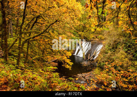 Lower North Falls flowing in autumn in Silver Falls State Park, Oregon, USA Stock Photo