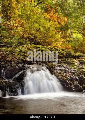 A small cascade flowing in Silver Falls State Park in autumn, Oregon, USA Stock Photo