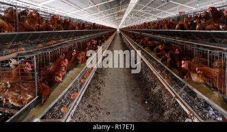 MENDOZA, ARGENTINE, August 13, 2014. Chicken hatchery, poultry dedicated to the production of eggs, Luzuriaga of Maipú City, MENDOZA. Foto: Axel Llore Stock Photo