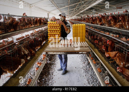 MENDOZA, ARGENTINE, August 13, 2014. Chicken hatchery, poultry dedicated to the production of eggs, Luzuriaga of Maipú City, MENDOZA. Foto: Axel Llore Stock Photo
