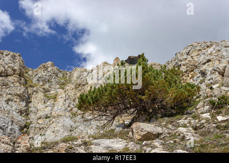 Solitary pinus mugo (mountain pine) on calcareous rocks in high mountain. Concept of solitude. Stock Photo