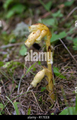 Alpine flower Monotropa hypophegea, Aosta valley, Italy. Stock Photo