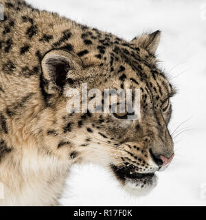 Portrait of Snow Leopard on Isolated White Background Stock Photo