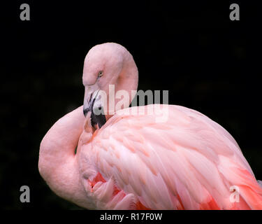 Flamingo isolated on Black Background 1 Stock Photo