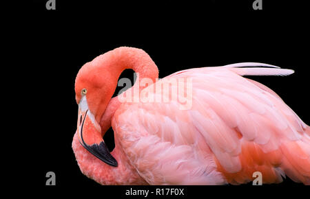 Flamingo isolated on Black Background 2 Stock Photo