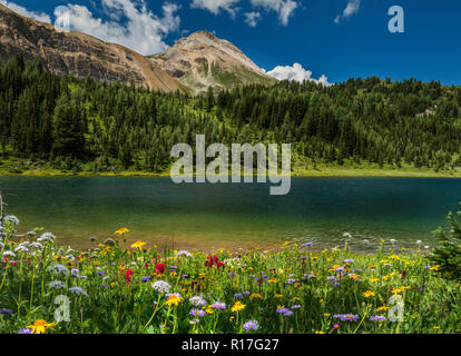 Wildflowers Blooming by the Howard Douglas Lake in Summer (Banff,Rocky Mountain) Stock Photo