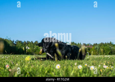 dog lazing in the sunshine after a hard run Stock Photo