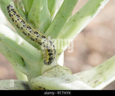 Caterpillar larva of the cabbage white butterfly Pieris brassicae, eating the leaves of a cabbage. Stock Photo