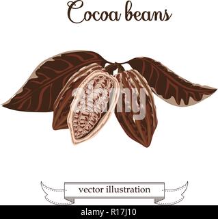 Cocoa beans illustration. Chocolate cocoa beans. Vector illustration Stock Vector