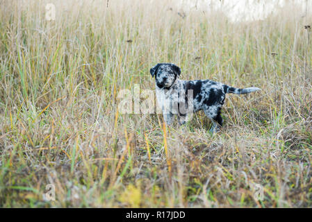 Cute Labrador puppy dog with different color eyes Stock Photo