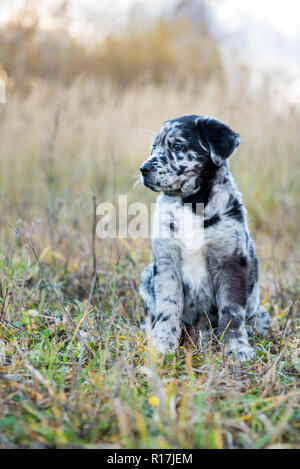 Cute Labrador puppy dog with different color eyes Stock Photo