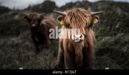 Scottish highland cattle in fornt of a blurry background Stock Photo