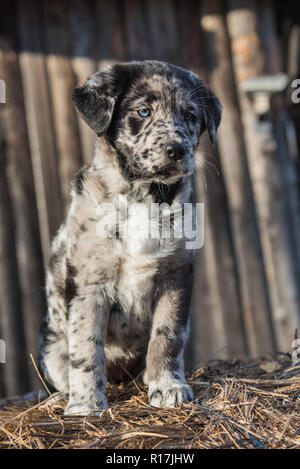 Cute Labrador puppy dog with different color eyes Stock Photo