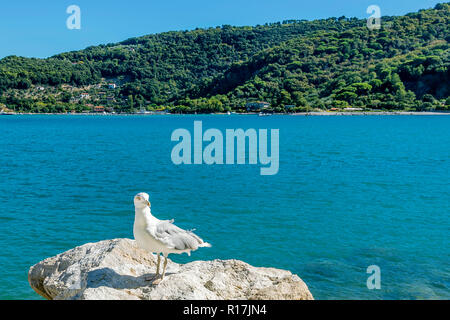 Seagull posing with on the background the island of Palmaria, Portovenere, Liguria, Italy Stock Photo